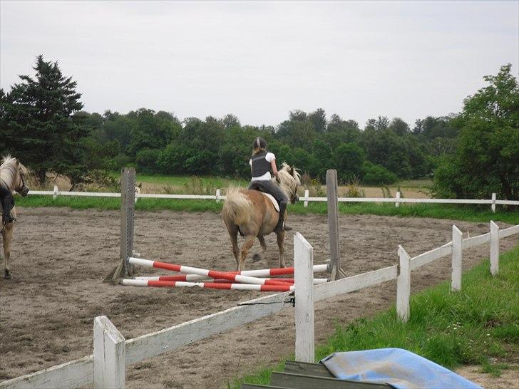 Haflinger Lukas SOLGT (R.I.P) <3 billede 18
