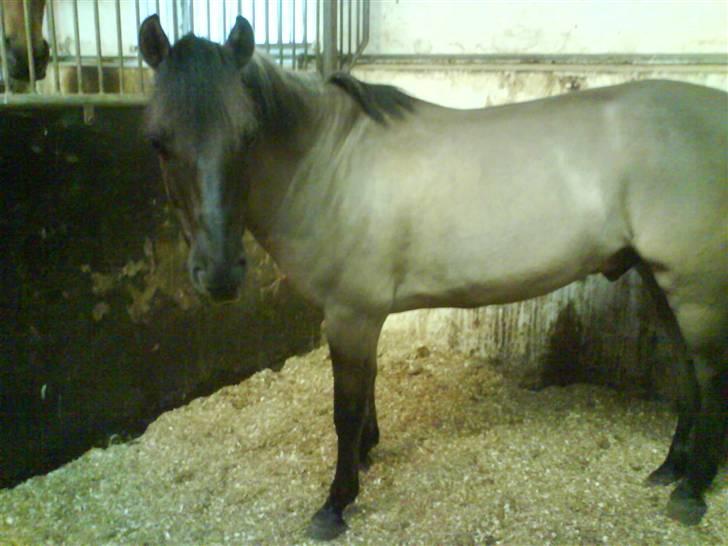 Konik Polski Charlie Am Tess ¤R.I.P¤ - Den måde du kigger på mig gør mit hjerte til din egendom! billede 6