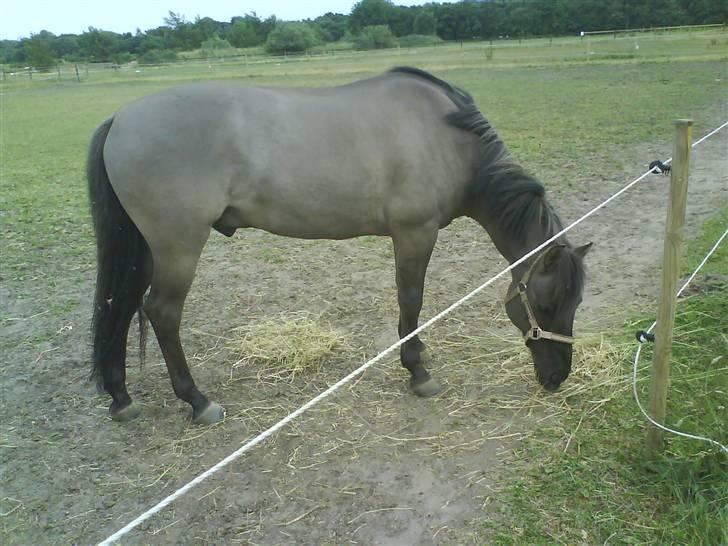 Konik Polski Charlie Am Tess ¤R.I.P¤ - MIN DRENG! billede 7