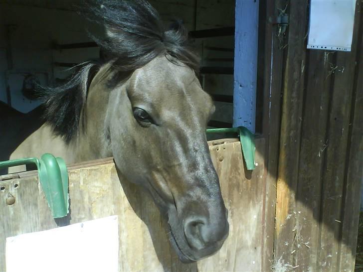 Konik Polski Charlie Am Tess ¤R.I.P¤ - Du er en engel med vinger. billede 11