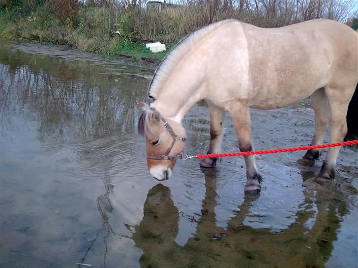 Fjordhest Musse/min søster's/Sandra - drikke drikke Mulle hovede x) billede 12