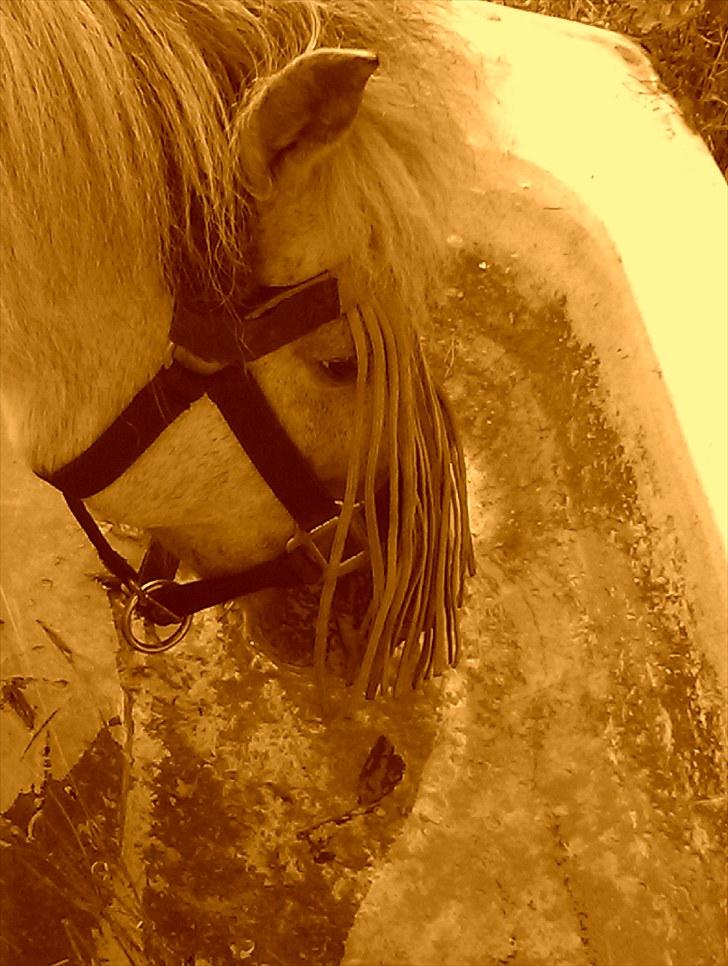 Anden særlig race Bonanza / Fræk af delle xD - drikke krikke  haha xD billede 16