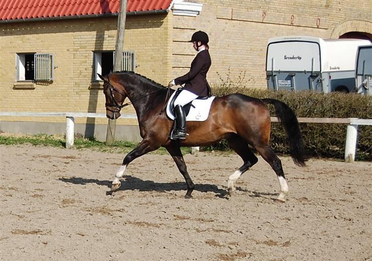 Dansk Varmblod Staugaard's Navarro billede 3