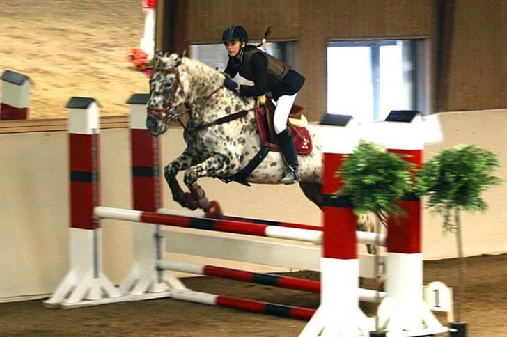 Knabstrupper Abigail af Snevren   - 3plads på KAR<3 105cm billede 20