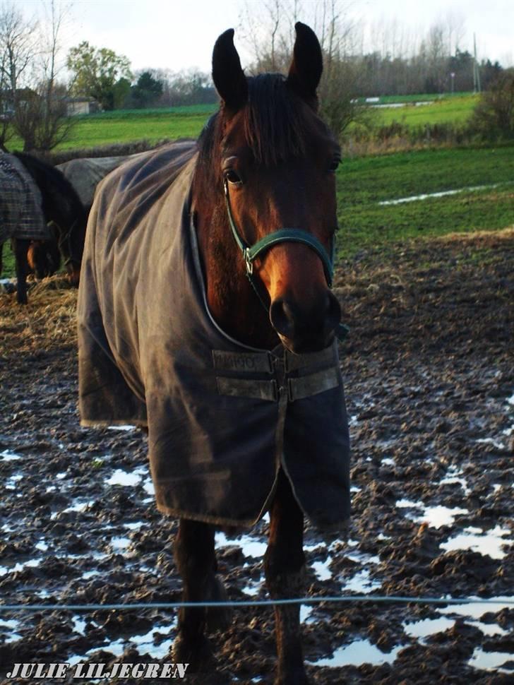 Dansk Varmblod May Spirit - Nå totalt baby udtryk billede 17