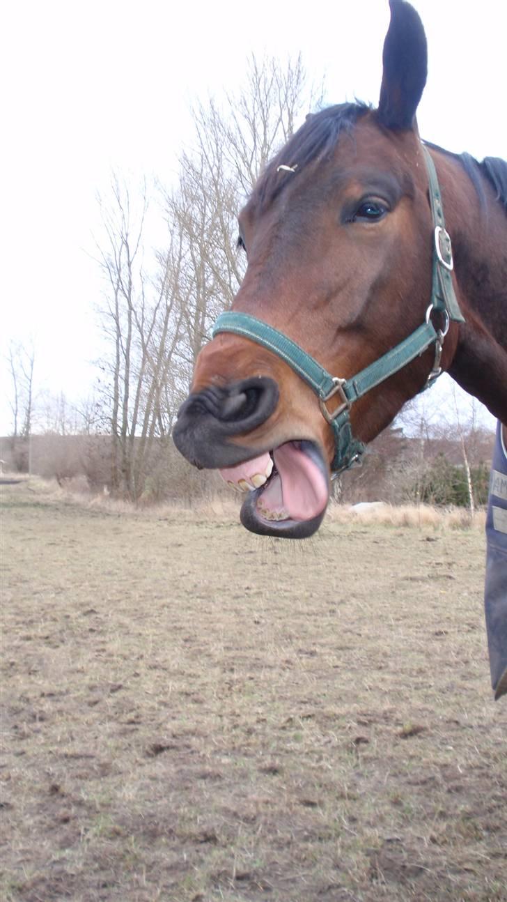 Dansk Varmblod May Spirit billede 14