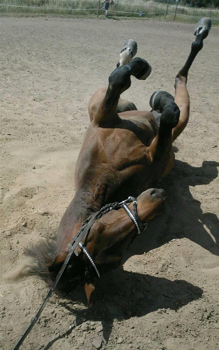 Dansk Varmblod May Spirit - Rulletur efter lidt dressur træning :D billede 18