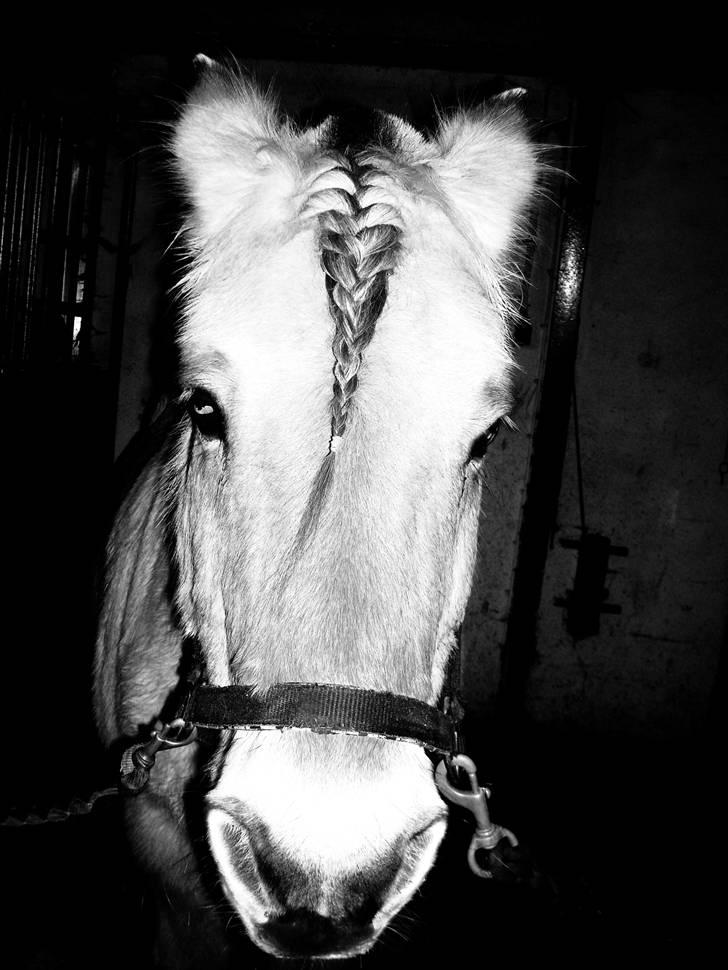 Fjordhest Buller <33 R.I.P. <33  billede 15