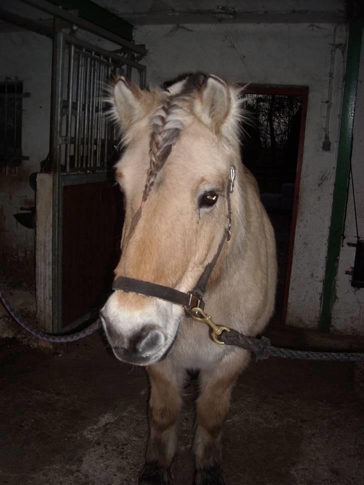 Fjordhest Buller <33 R.I.P. <33  billede 16