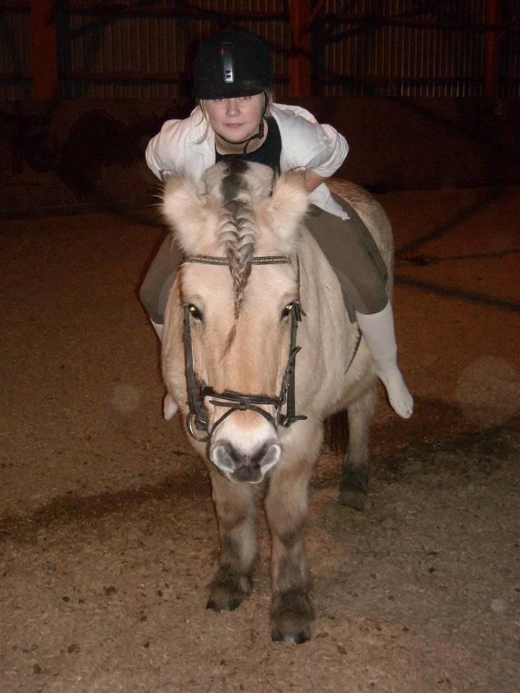 Fjordhest Buller <33 R.I.P. <33  billede 17