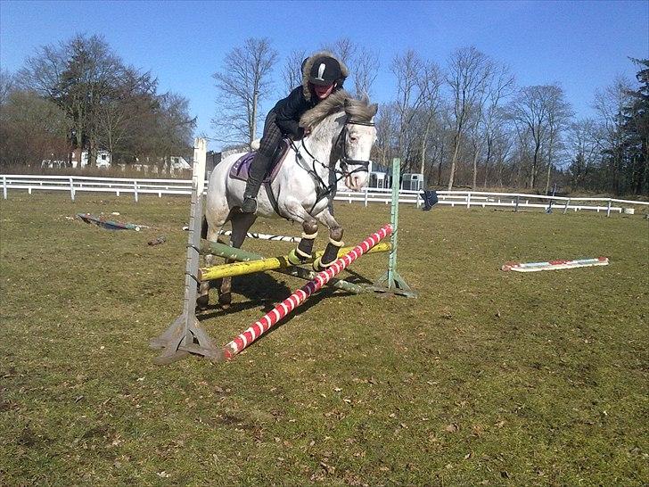 Hollandsk Sportspony Tiger - My soulmate<3 (Snoopy) - <3 billede 9