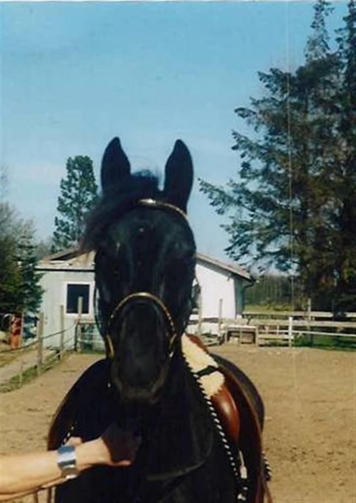 Anden særlig race Tina "har redet" - Tina :D flere billeder kommer når jeg har redet hende lidt længere ) billede 1