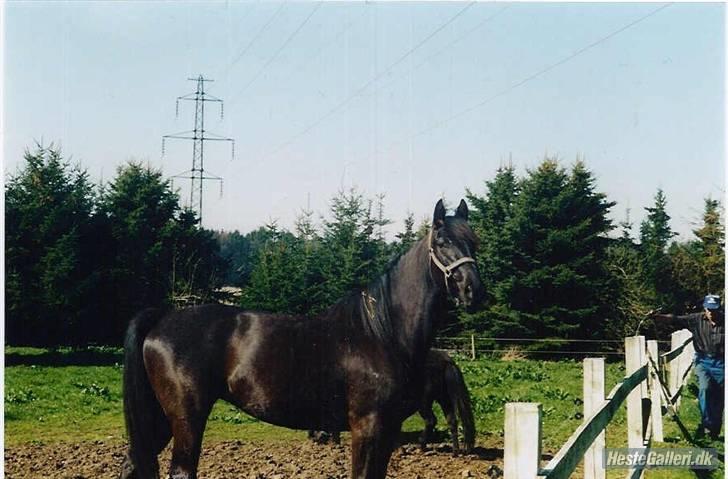 Anden særlig race Tina "har redet" - Tina på gamle fold billede 2