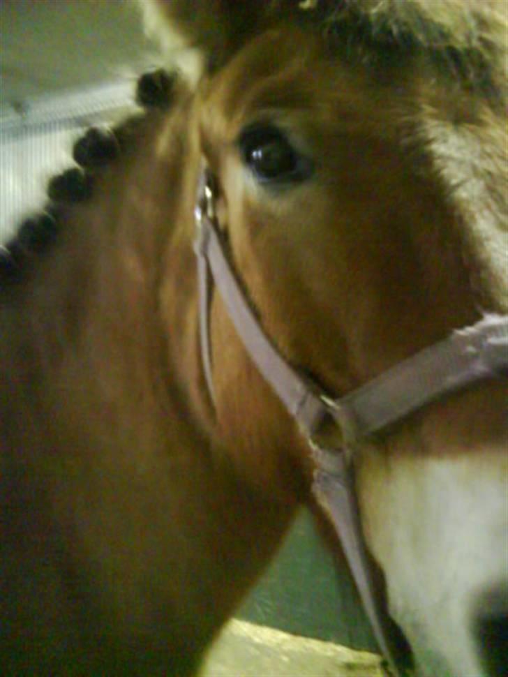 Anden særlig race Bleiki ii; <3  - Klar til stævne med rosenknopper <3 ;* billede 13