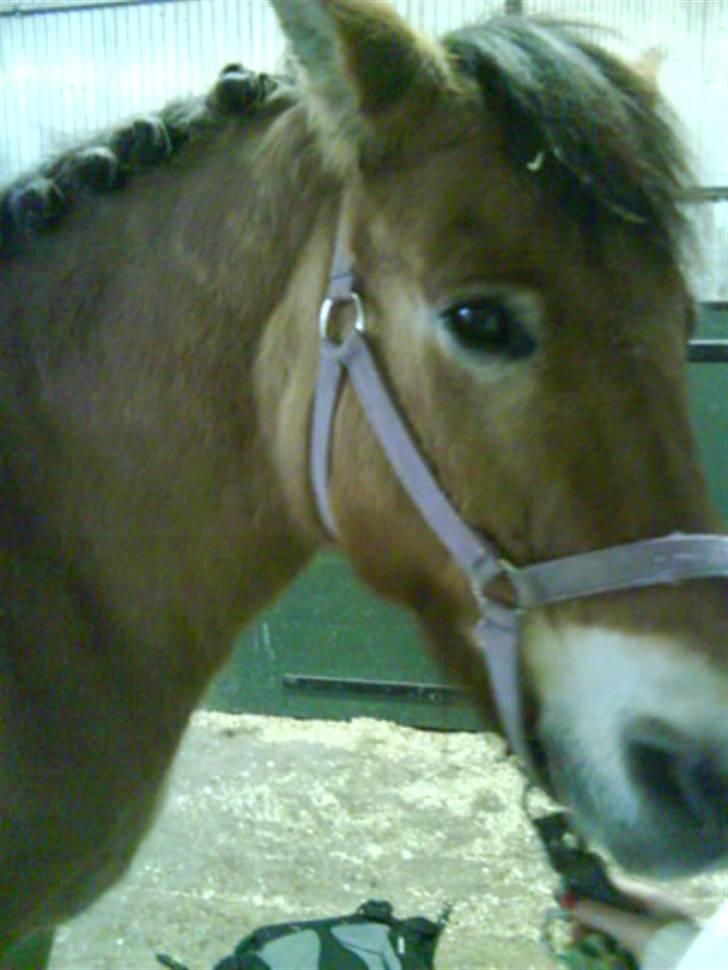 Anden særlig race Bleiki ii; <3  billede 14