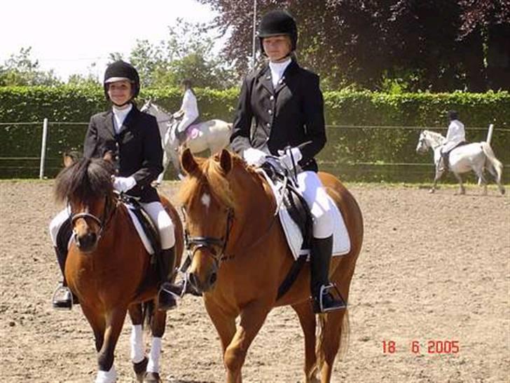 Anden særlig race |Buller| billede 18