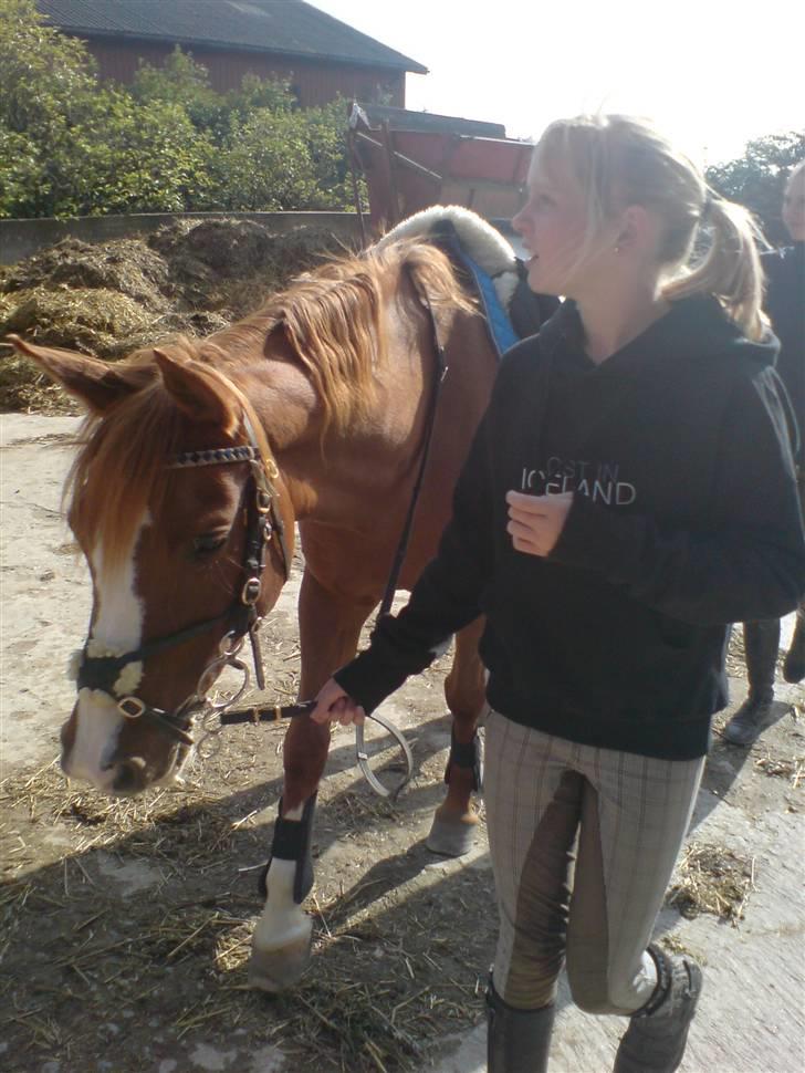 Anden særlig race Beauty- Min søsters pony  billede 3