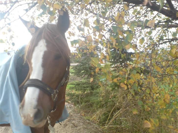 Anden særlig race Beauty- Min søsters pony  billede 6