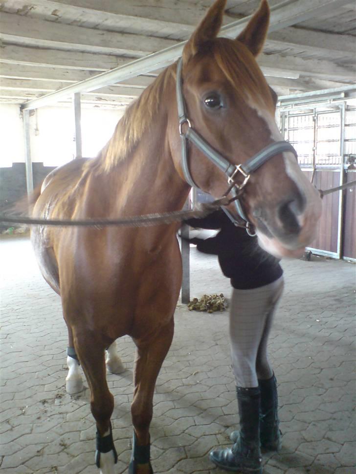 Anden særlig race Beauty- Min søsters pony  billede 7