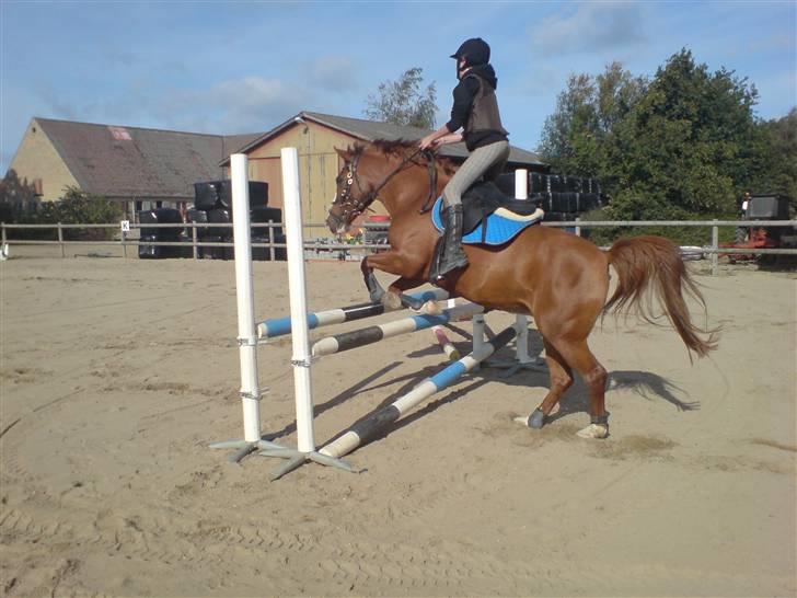 Anden særlig race Beauty- Min søsters pony  billede 9