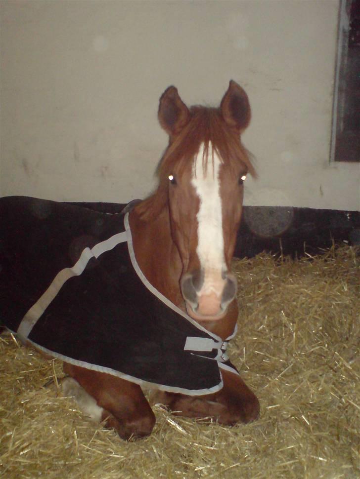 Anden særlig race Beauty- Min søsters pony  billede 11