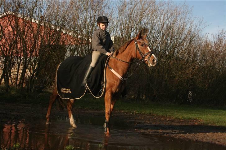 Anden særlig race SWEET CHERRY {b-pony} billede 4