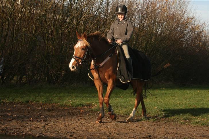 Anden særlig race SWEET CHERRY {b-pony} - 2008 billede 5