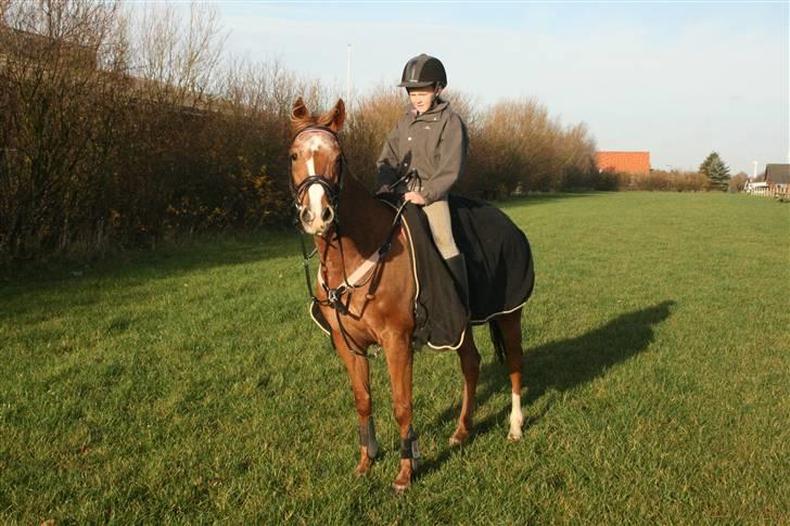 Anden særlig race SWEET CHERRY {b-pony} - 2008 billede 8