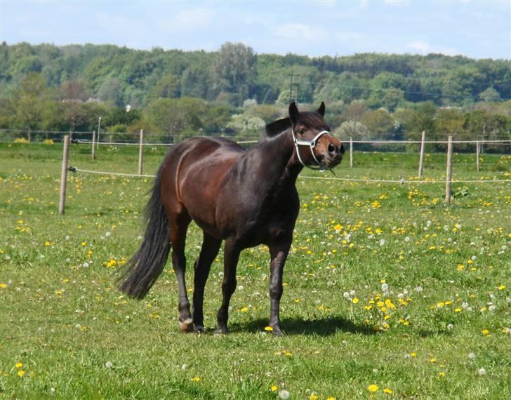 Anden særlig race Stella (solgt) - [13] Stella vrinsker på Playboy xP Foto: Mig billede 12