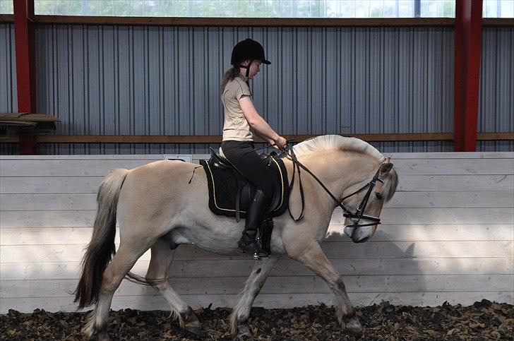 Fjordhest Fjordens Nikki - Ved godt han går en smule under lod, men arbejder på at gøre ham stærkere ( :  billede 7