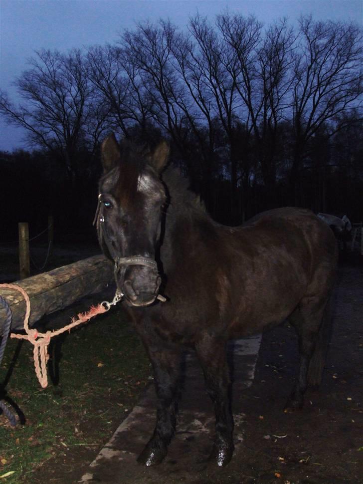 Anden særlig race Thor <3 Love ya' <3 Part  - Hej XD Foto: Tatti <3 tak (; billede 11