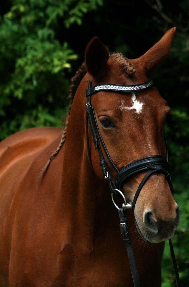 Anden særlig race Cassiopeia [ Solgt ] - Smukke Cassi opstillet <3 09 Foto: Janie Sparrow billede 2