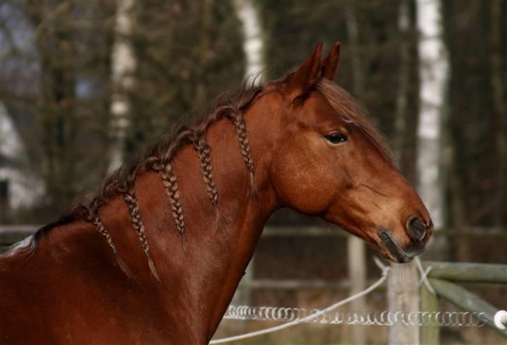 Anden særlig race Cassiopeia [ Solgt ] - Smukke hesti :) Foto: Janie Sparrow billede 6