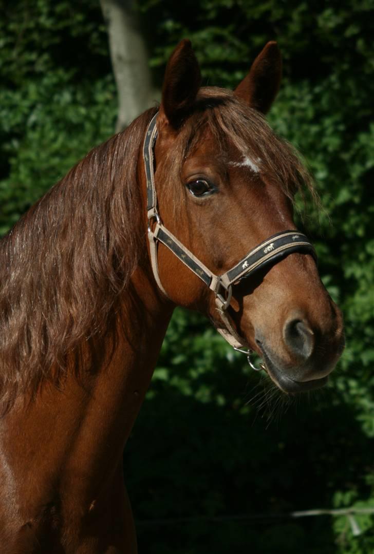 Anden særlig race Cassiopeia [ Solgt ] - Lige et hovedbillede af tøsen. Fotograf: Janie Sparrow billede 10