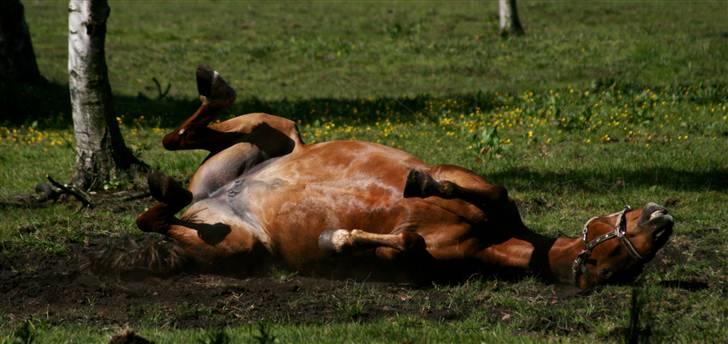 Anden særlig race Cassiopeia [ Solgt ] - Nurh! Tjek hendes mund :D Rullepølse!! Foto: Janie Sparrow billede 13