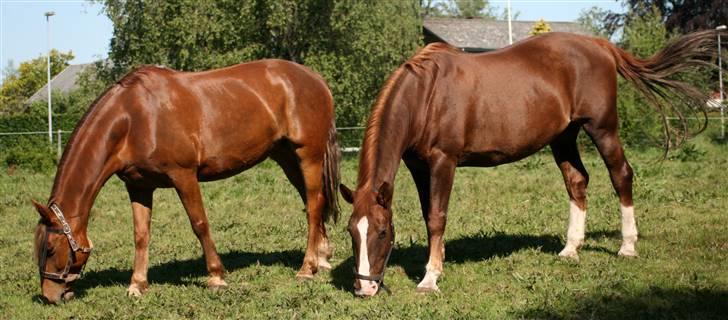 Anden særlig race Cassiopeia [ Solgt ] - Hun har fundet en god veninde i Andrea :D Foto: Janie Sparrow billede 15