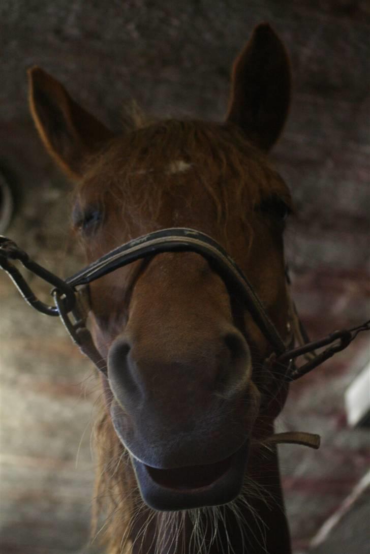 Anden særlig race Cassiopeia [ Solgt ] - Sådan ser man ud, når man får massage :D <3 Foto: Janie Sparrow billede 16