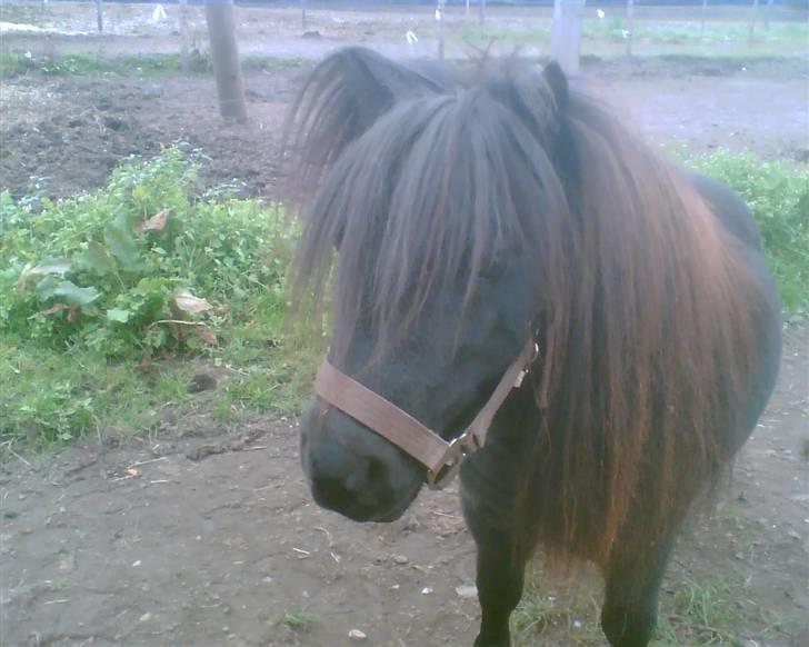 Miniature Albert billede 1