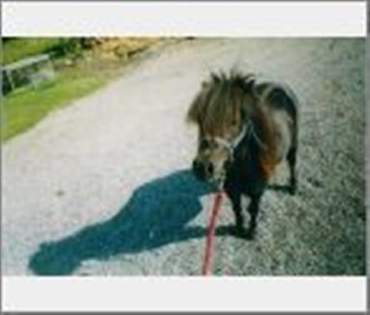 Miniature Albert billede 3