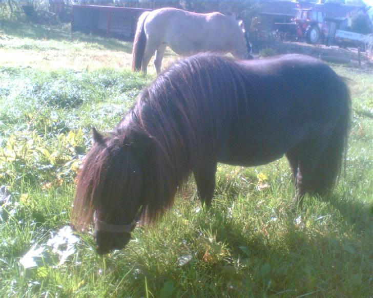 Miniature Albert billede 5