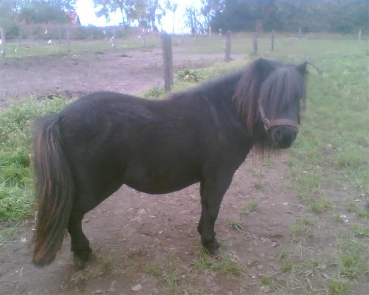 Miniature Albert billede 6