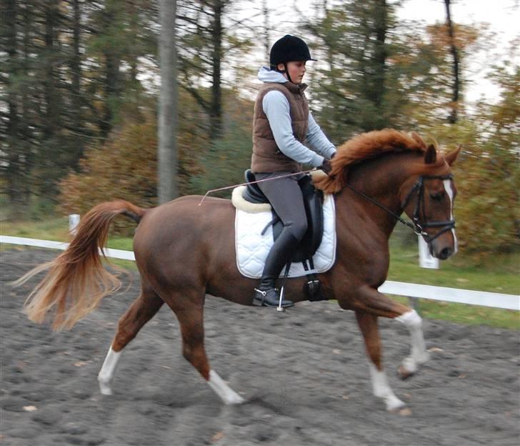 Hollandsk Sportspony Divino Van Stal Romano - salgsbillede. billede 14