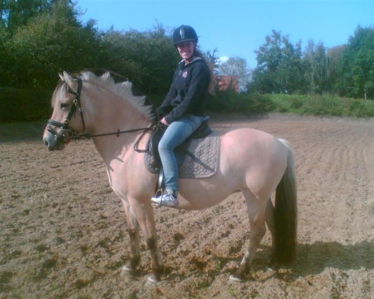 Fjordhest Smilla billede 1