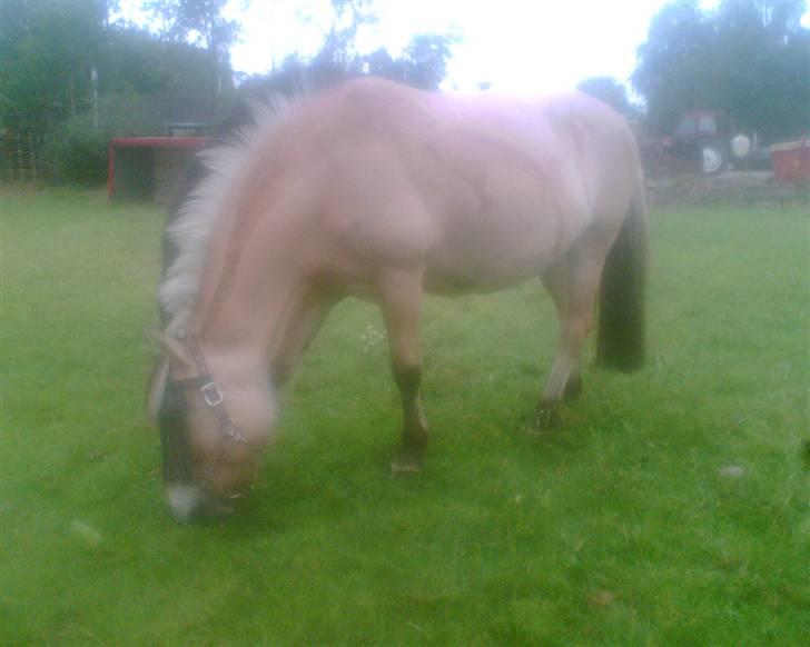 Fjordhest Smilla billede 2