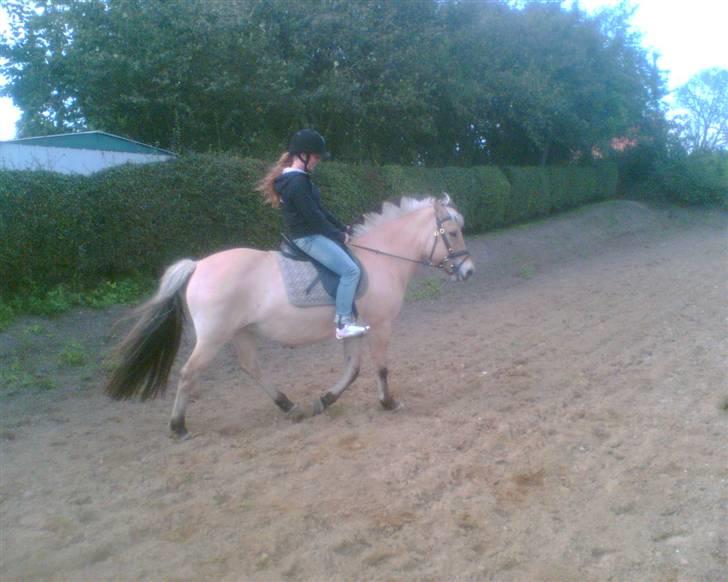 Fjordhest Smilla billede 3