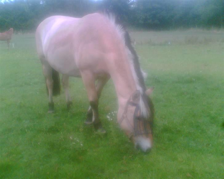 Fjordhest Smilla billede 4