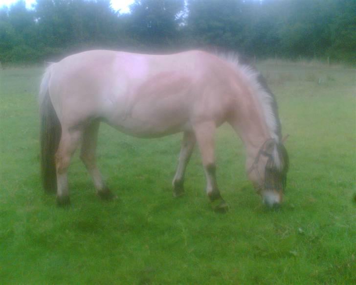 Fjordhest Smilla billede 5