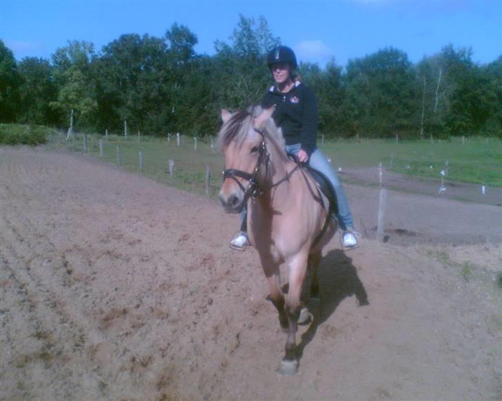 Fjordhest Smilla billede 6