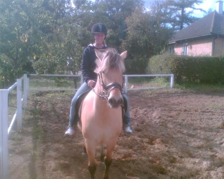 Fjordhest Smilla billede 7