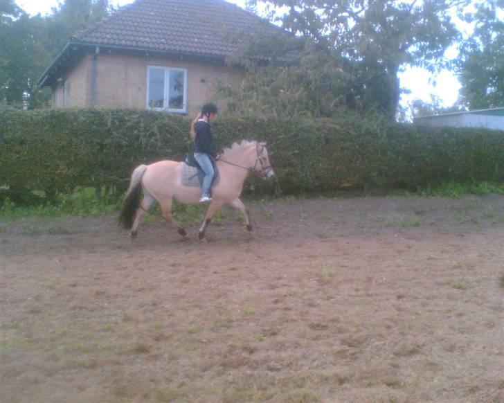 Fjordhest Smilla billede 8